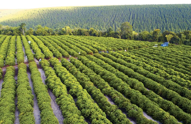 Grupo Teorita: Quem planta trabalho, colhe sucesso